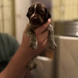 Neon Green - Liver and white female German Shorthaired Pointer puppy in Ash Flat, Arkansas from SmokePoint GSPs