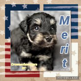 Merit - Black and silver male Miniature Schnauzer puppy in Independence, Missouri from Crown Schnauzers KC