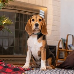 Audrey - Beagle puppy in Warsaw, Indiana from Mae’cee Beagles