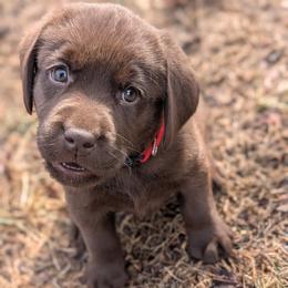 Labrador Retriever Puppies from Puzzles Labradors