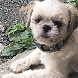 Boxers and Shih Tzus from Amy Vandernick's Boxers & Shih Tzus