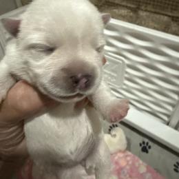 Girl 1 - White female West Highland White Terrier puppy in Edinburg, Texas from Mel’s Westies