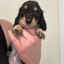 Cardamom - Black and cream female Dachshund puppy in Benson, North Carolina from Queen of Weens Mini Dachshunds
