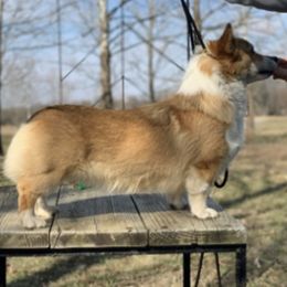 Lulu - Pembroke Welsh Corgi