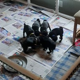 Pug Puppies from Pugs and Kisses from Kansas