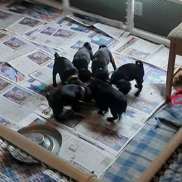 Pug Puppies from Pugs and Kisses from Kansas