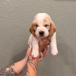 Ginny - Lemon and white female Basset Hound puppy in Gulf Breeze, Florida from Breeze Basset Hounds