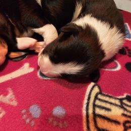 Girl 1 - Black and white female Border Collie puppy in Wildwood, Florida from Isle Breez Border Collies
