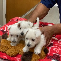 West Highland White Terriers from Walters Westie’s