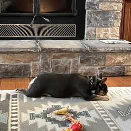 French Bulldogs from Royal Diamond Frenchies-Blue French Bulldogs