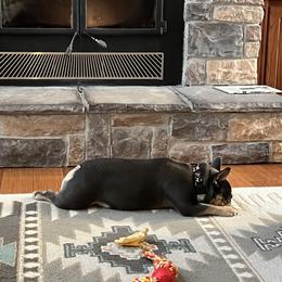 French Bulldogs from Royal Diamond Frenchies-Blue French Bulldogs