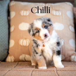 Chilli - Blue merle female Miniature American Shepherd puppy in Puyallup, Washington from TRAILS END Minis