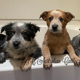Australian Cattle Dogs from EJC Australian Cattle Dogs