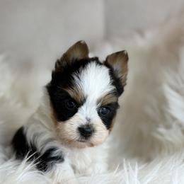 Cam - Parti male Yorkshire Terrier puppy in Hardin, Texas from Katrinas puppies