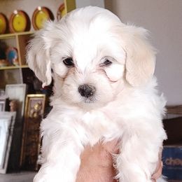 Havanese from My Texas Havanese Puppies