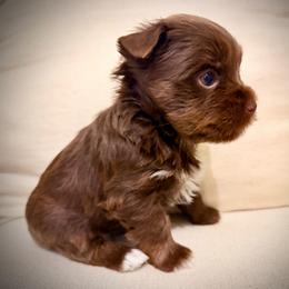 Puppy 1 - Liver female Yorkshire Terrier puppy in Dallas, North Carolina from Yorkie Fever