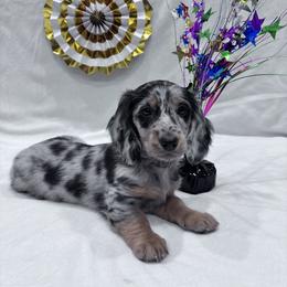 Black collar - Dapple male Dachshund puppy in Chicago, Illinois from RGZ Doxies