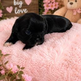Lily - Black and white female Shih Tzu puppy in Vernon, Texas from Jennifer's Shih Tzus