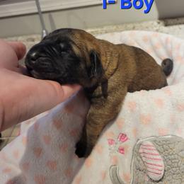 Boy 1 - Apricot male Mastiff puppy in Atlanta, Michigan from Legacy Mastiffs