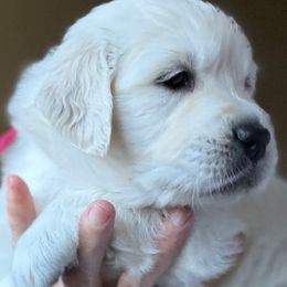 Golden Retriever puppies from Robinsnest Goldens
