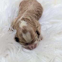 Girl 1 - Golden female Cockapoo puppy in Salt Lake City, Utah from Utah Cocker Spaniels