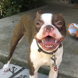 ROSCOE - Boston Terrier