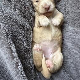 Girl 1 - Cream female Dachshund puppy in Ashland, Kentucky from Angell Weens