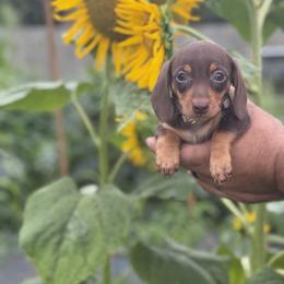 Dachshund Puppies from Thomas Homestead and Rabbitry
