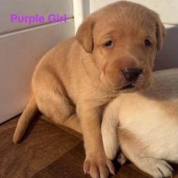 Purple Girl - Yellow female Labrador Retriever puppy in Rock Hill, South Carolina from North Star Retrievers