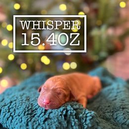 Whisper - Yellow female Labrador Retriever puppy in Puyallup, Washington from 12 Door Farm Labradors