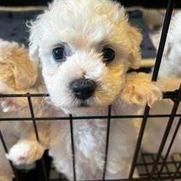 Male pup - White male Bichon Frise puppy in Wilmington, North Carolina from Cape Fear Bichons