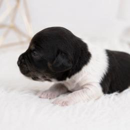 River - Piebald male Dachshund puppy in Desloge, Missouri from Snows Doxies