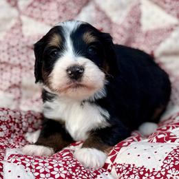 Robin-Yellow collar girl - Tri-color female Bernedoodle puppy in Colorado Springs, Colorado from Mercy Mountain Bernedoodles