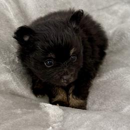 Girl 1 - Black female Pomeranian puppy in Effort, Pennsylvania from Pomeranian Puppies