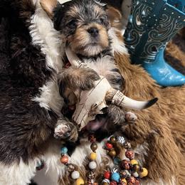 Morkie and Yorkshire Terrier Puppies from Southern Charn Precious Paws