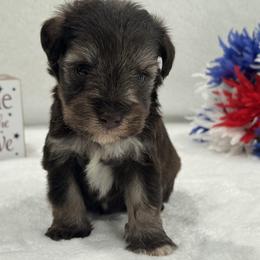 Poppi Male 2 - Liver male Miniature Schnauzer puppy in Pageland, South Carolina from New Haven Farms