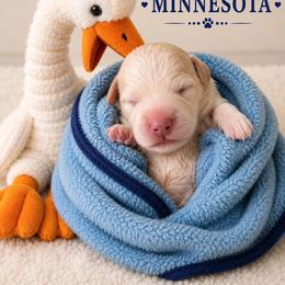 Minnesota - Red male Bernedoodle puppy in Sevierville, Tennessee from Candy's Bernedoodles