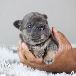 French Bulldog Puppies from Battery Creek Frenchies