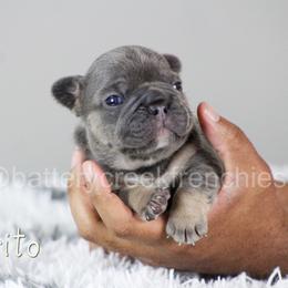 French Bulldog Puppies from Battery Creek Frenchies