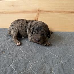 Sally - Merle female Bernedoodle puppy in Constableville, New York from Zehr’s Labradoodles & Bernedoodles