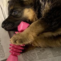 German Shepherd Puppies from Avielle Kellum