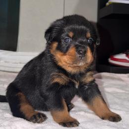 Female 2 - Black and mahogany female Rottweiler puppy in San Antonio, Texas from VHWilliamsRottweilers