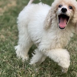 Poodle Puppies from Honeycutt Akc Standard Poodles