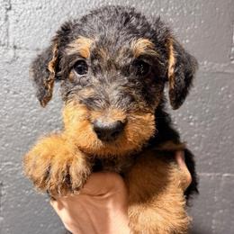 Purple aka Stone - Black and tan male Airedale Terrier puppy in Mooresville, North Carolina from Farm 55