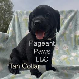 Tan Collar - Black male Labrador Retriever puppy in Edgewood, New Mexico from Pageant Paws LLC