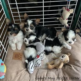 Yorkshire Terrier Puppies from Sweet Creations Yorkies