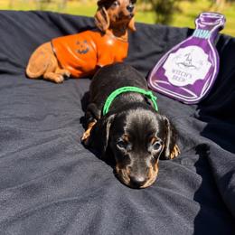 Reuben AKC - 2500 - Black and tan male Dachshund puppy in Indian Trail, North Carolina from Hilda’s Teenie Weenies