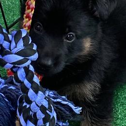German Shepherd Puppies from Maska Honi Working German Shepherds
