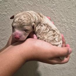 Dijon - Cream male Poodle puppy in Chandler, Arizona from Fabi Poodle