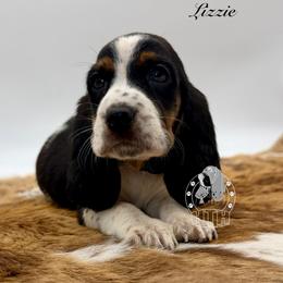 Lizzie - Black white and brown female Basset Hound puppy in Dingess, West Virginia from Tuckers' Howling Hounds